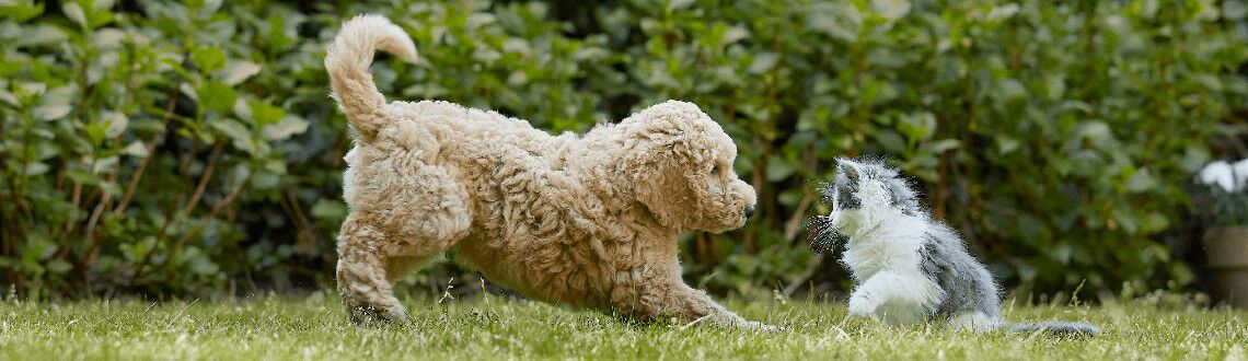 Een hond en andere huisdieren
